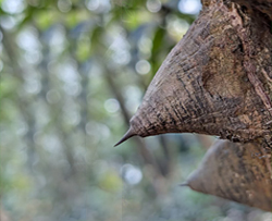 বাজনা-কাটা