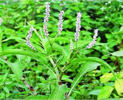 বিষকাটালী গাছ