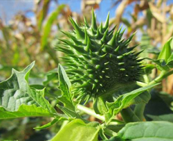 গোক্ষুরা