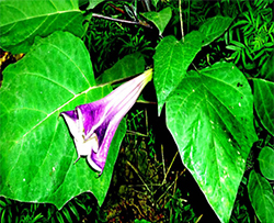 কালো ধুতুরা