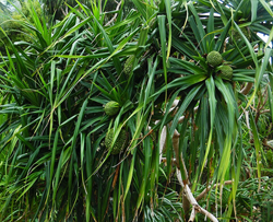 কেয়া গাছ