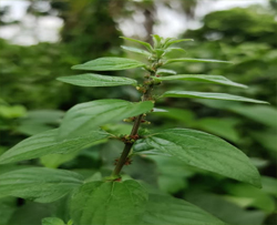 মিশ্রিদানা