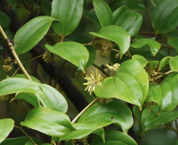 কুমারী লতা