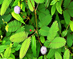 লজ্জাবতী