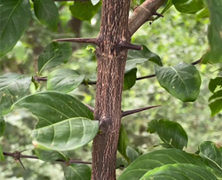 ময়না কাটা