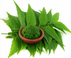 নিম পাতা