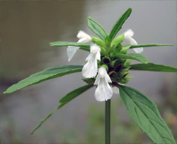 শ্বেতদ্রোণ