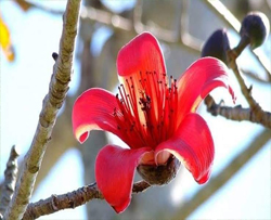 শিমুল ফুল