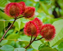 সিঁদুর গাছ