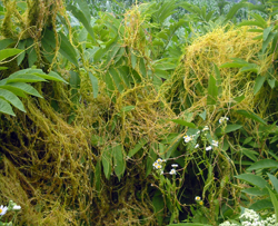 স্বর্ণলতা